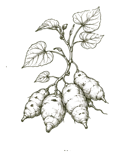 Botanical illustration of Local sweet potatoes