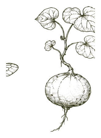 Botanical illustration of Jícama