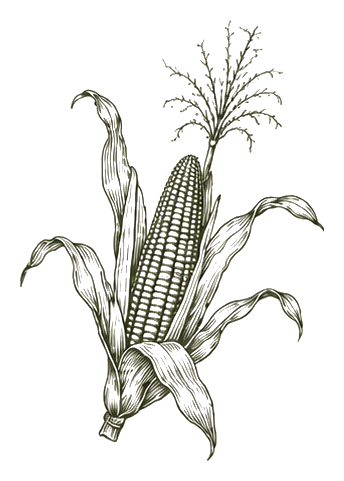 Botanical illustration of Native corn