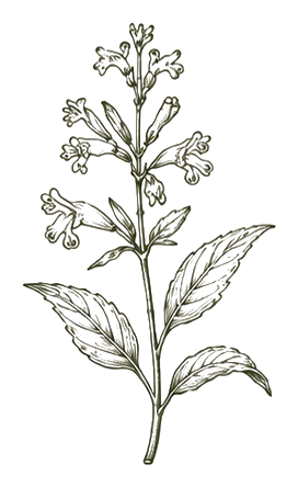 Botanical illustration of Native edible flowers