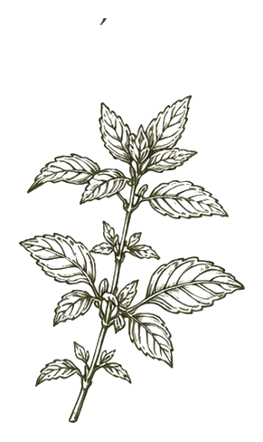 Botanical illustration of Hoja santa