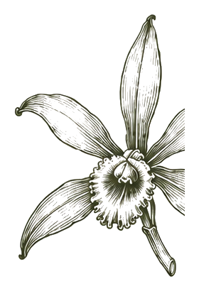 Botanical illustration of Maya vanilla