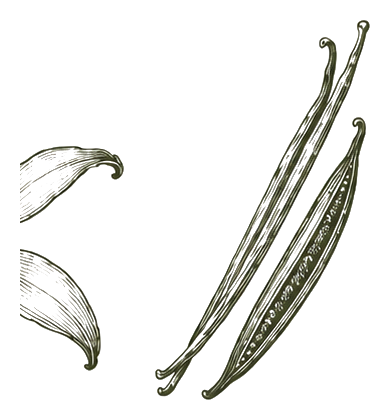 Botanical illustration of Vanilla pod