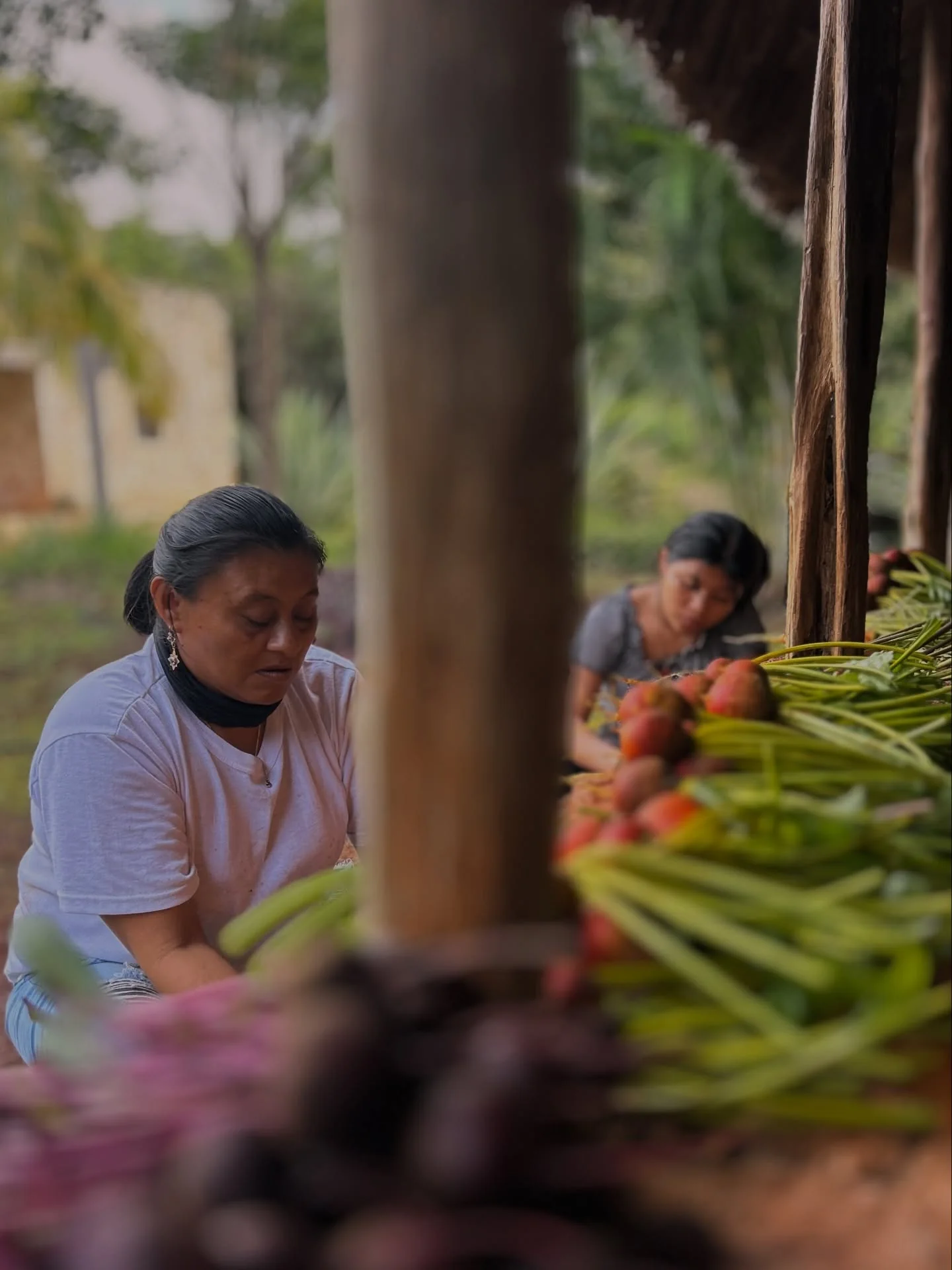Women working with the harvest at Mestiza de Indias