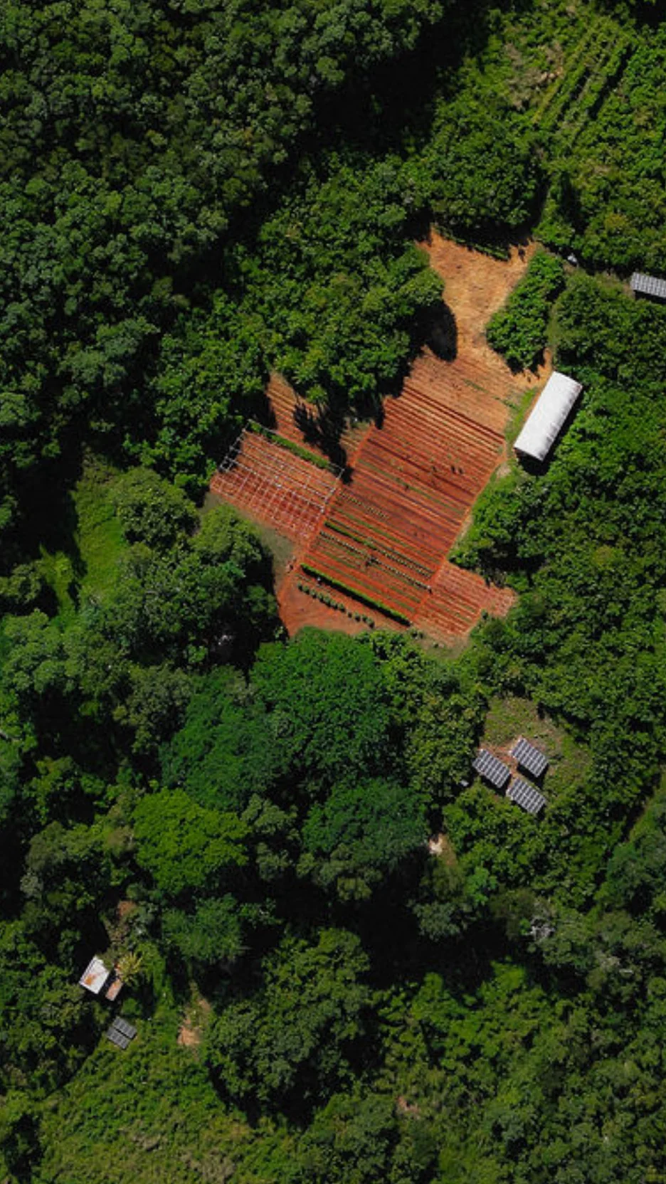 Aerial view of cultivated plots surrounded by forest in San Pedro Chenchelá
